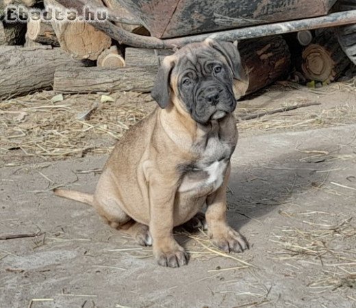 Törzskönyvezett Bullmasztiff kiskutyák elérhetők