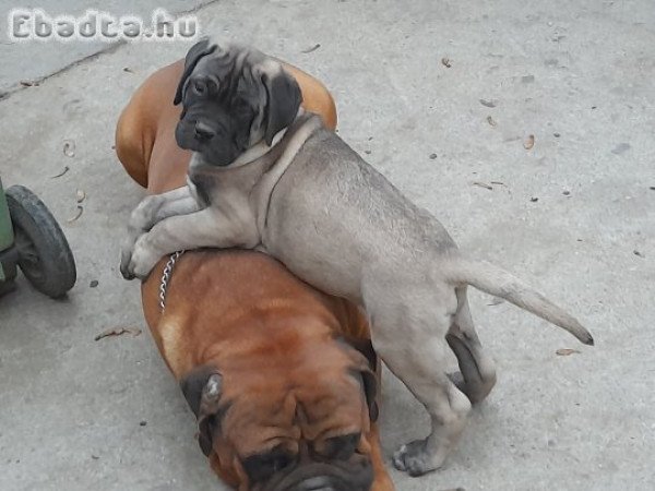 Törzskönyvezett Bullmasztiff kiskutyák elérhetők