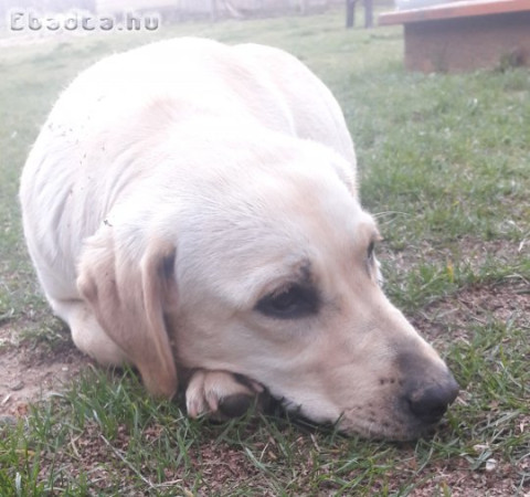 Labrador fajta tiszta 2 éves szuka