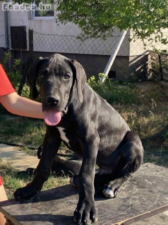 Fajtatiszta  kiskutya