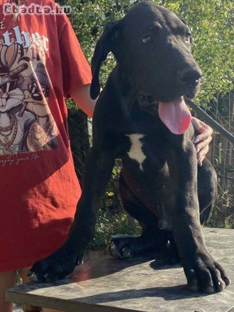 Fajtatiszta  kiskutya