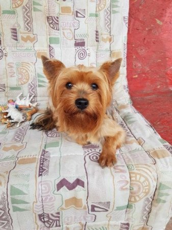 Yorkshire terrier