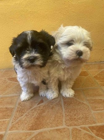 Bichon Havanese