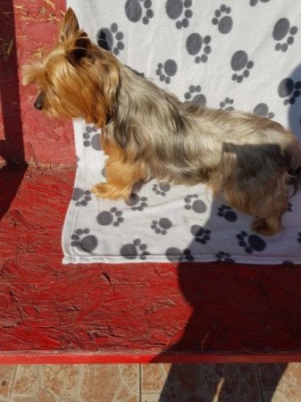 Yorkshire terrier