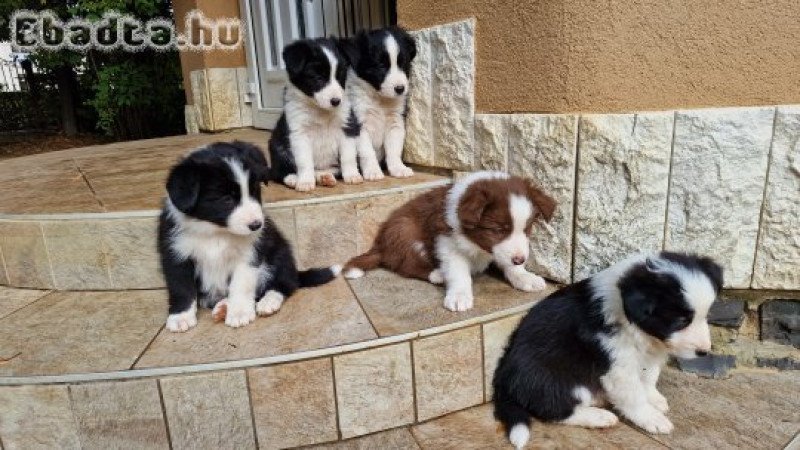 Border collie kiskutyák