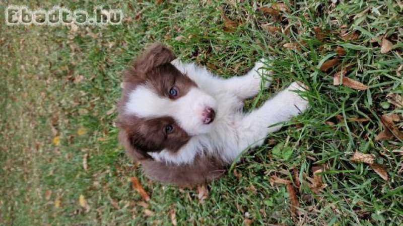 Border collie kiskutyák
