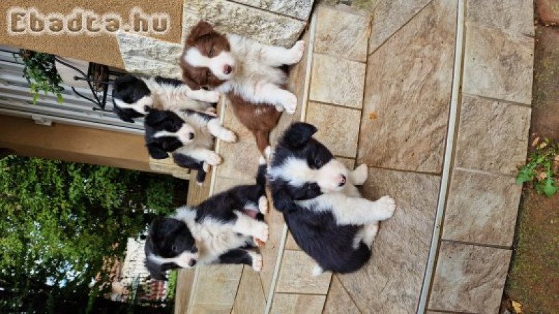 Border collie kiskutyák