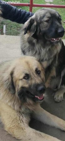 Eladó sarplaninai juhász jellegű kiskutyák!