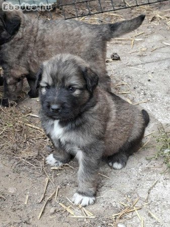 Eladó sarplaninai juhász jellegű kiskutyák!