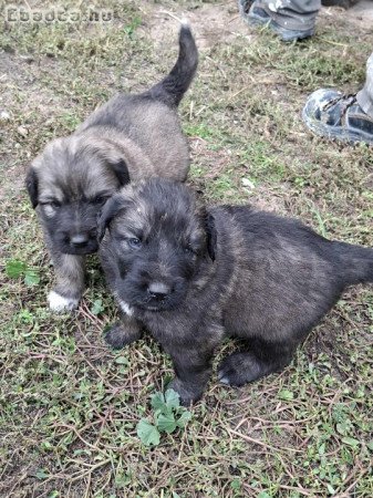 Eladó sarplaninai juhász jellegű kiskutyák!