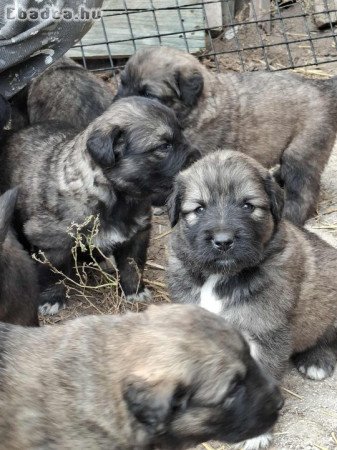 Eladó sarplaninac juhász jellegű kiskutyák