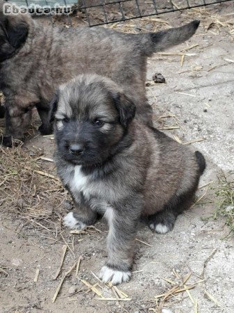 Eladó sarplaninac juhász jellegű kiskutyák