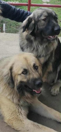 Eladó sarplaninac juhász jellegű kiskutyák