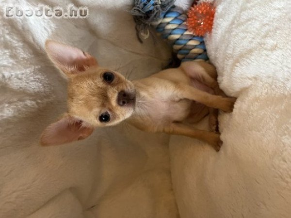 Chihuahua Csivava