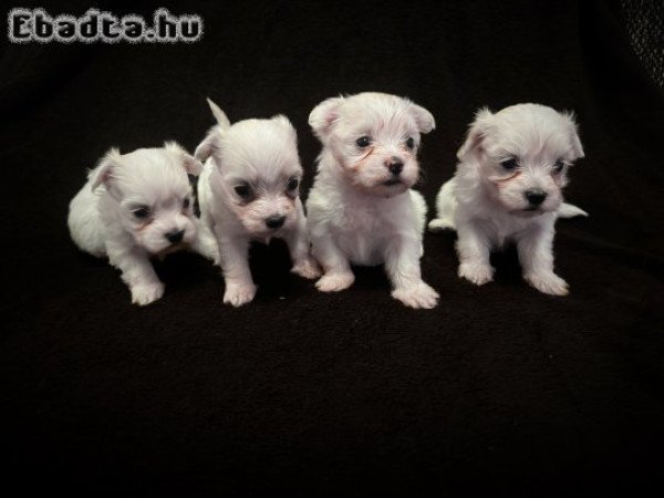 Máltai selyumkutyusok eladók