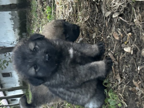 Sarplaninac jugoszláv farkasölő