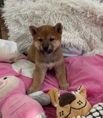 Shiba inu