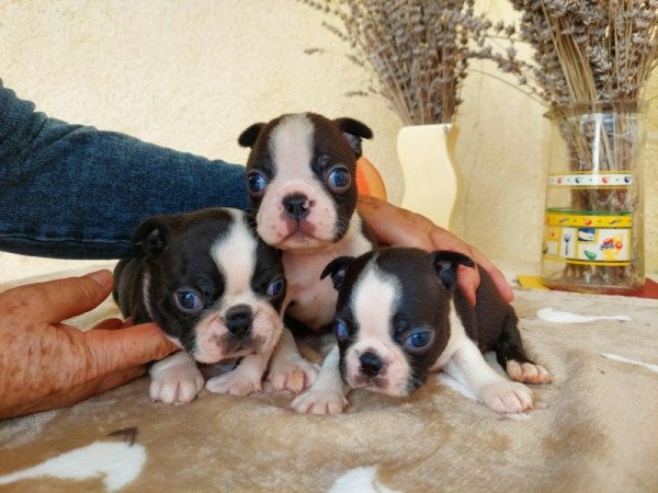 Boston terrier