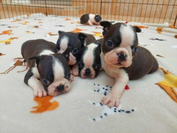 Boston terrier