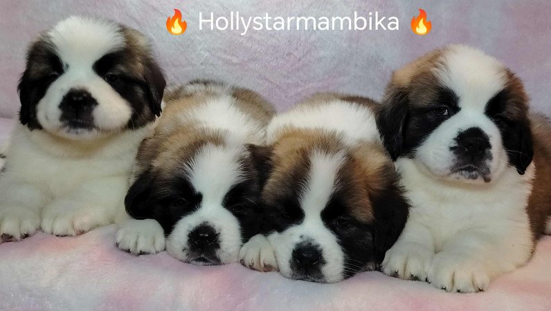 Eladó Bernáthegyi Kölykök