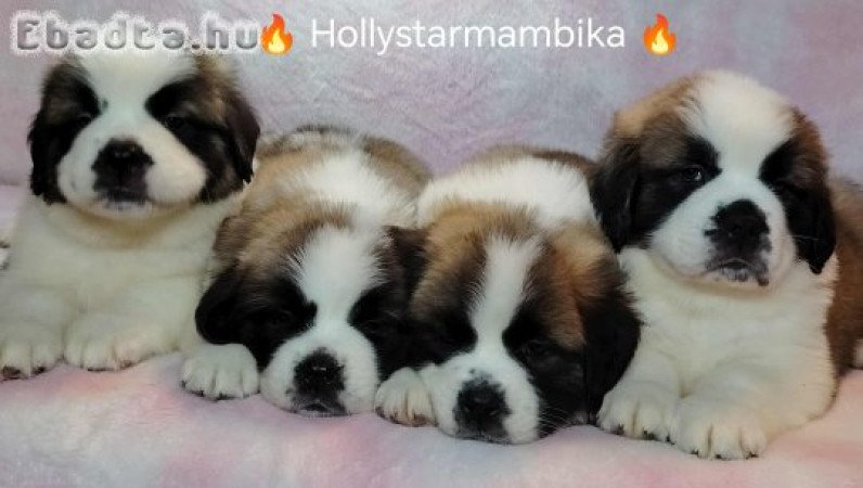 Eladó Bernáthegyi Fajtatiszta Minőségi Kölykök