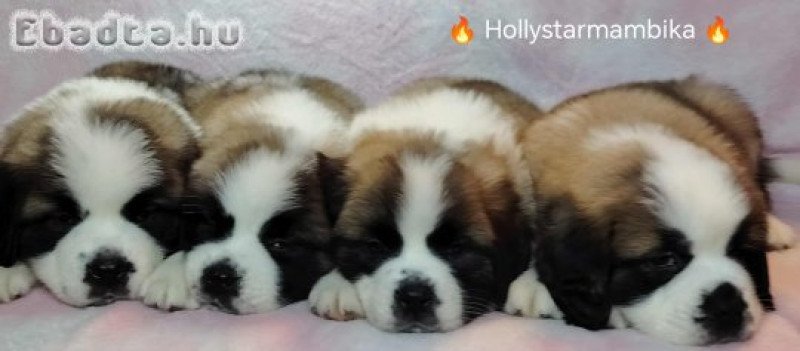 Eladó Bernáthegyi Fajtatiszta Minőségi Kölykök