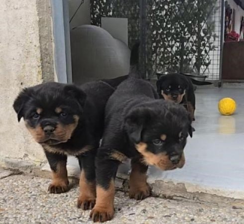 Rottweiler