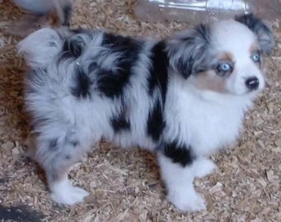 Ausztrál juhászkutya