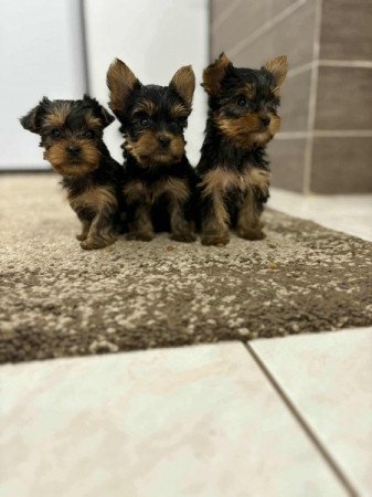 yorkshire terrier