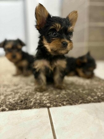 yorkshire terrier