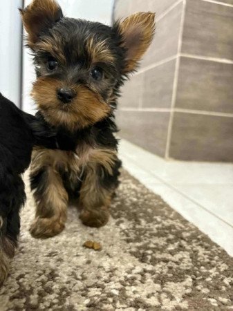 yorkshire terrier