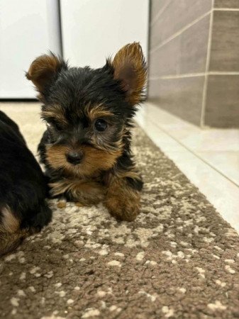 yorkshire terrier