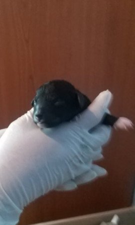 Máltai+uszkár=Maltipoo havanese bichon