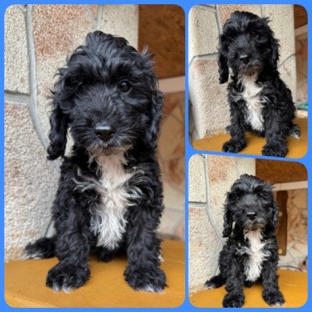 Cockapoo (spániel & uszkár)