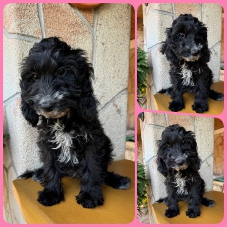 Cockapoo (spániel & uszkár)