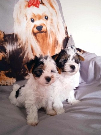 Biewer yorkshire terrier