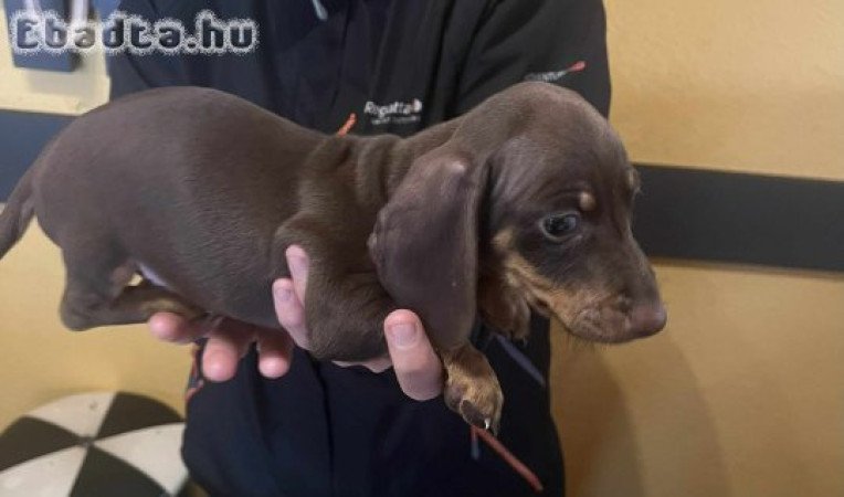 Csoki-cser törpe tacskó