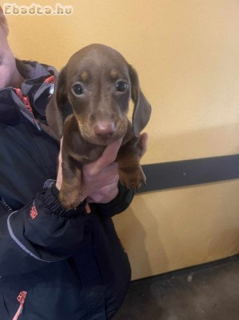 Csoki-cser törpe tacskó