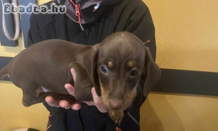 Csoki-cser törpe tacskó