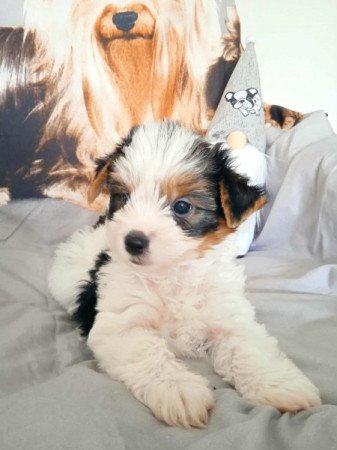 Biewer yorkshire terrier