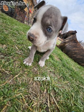 Eladó amerikai staffordshire terrier kiskutyák