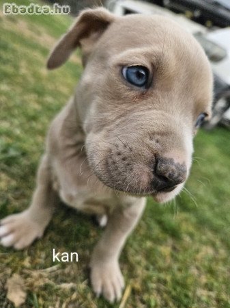 Eladó amerikai staffordshire terrier kiskutyák