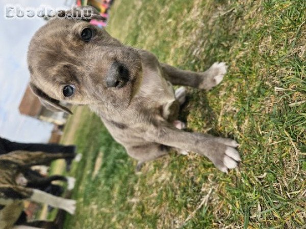 Eladó amerikai staffordshire terrier kiskutyák