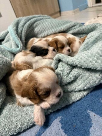 Cavalier king charles spániel