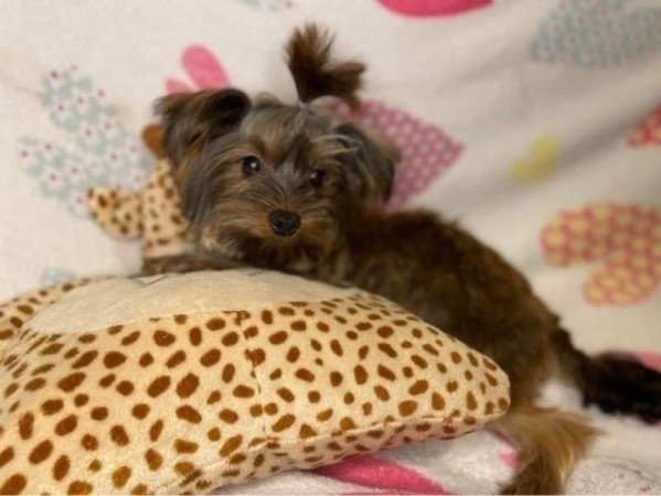 Yorkshire terrier