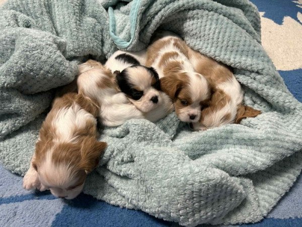 Cavalier king charles spániel