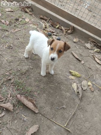 Foxterrier kiskutyák