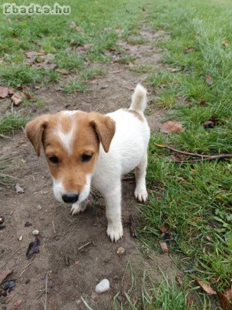 Foxterrier kiskutyák