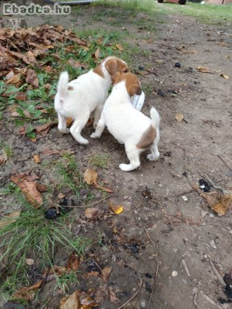 Foxterrier kiskutyák