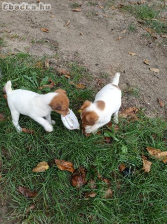 Foxterrier kiskutyák